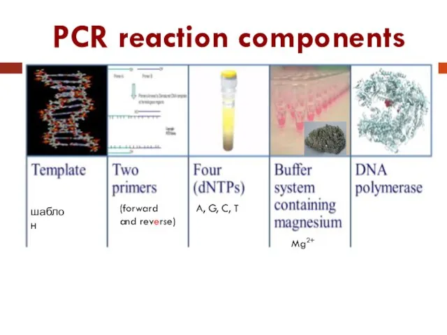 PCR reaction components шаблон A, G, C, T Mg2+ (forward and reverse)