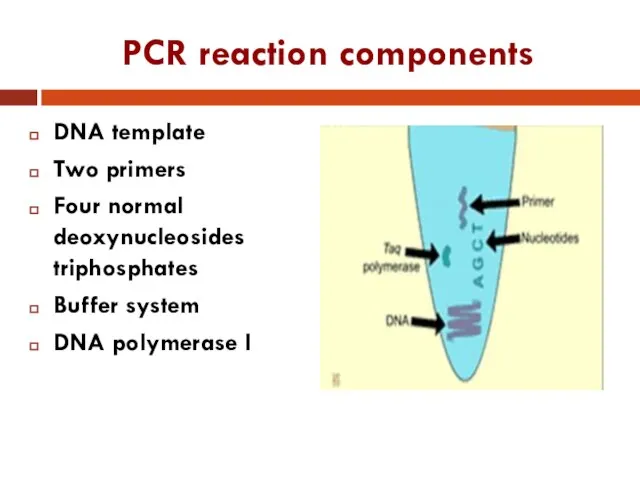 PCR reaction components DNA template Two primers Four normal deoxynucleosides triphosphates Buffer system DNA polymerase I