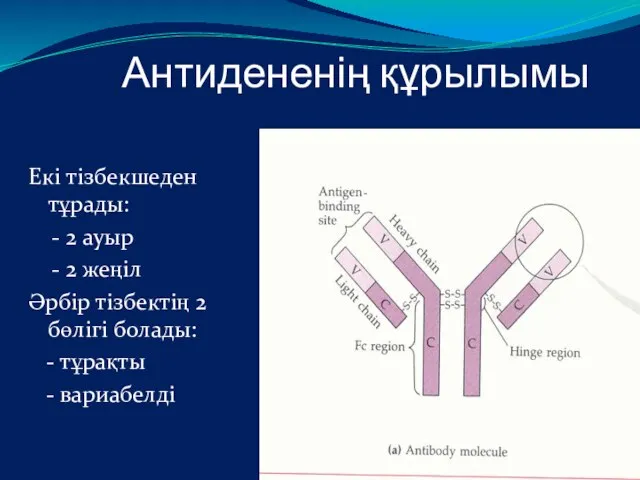 Антидененің құрылымы Екі тізбекшеден тұрады: - 2 ауыр - 2 жеңіл