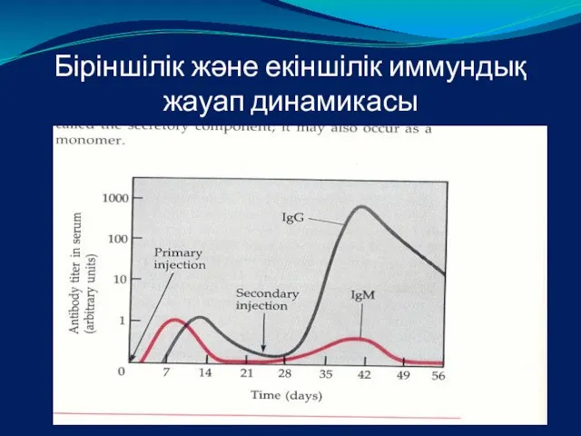 Біріншілік және екіншілік иммундық жауап динамикасы