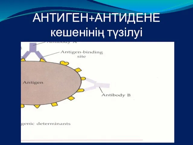 АНТИГЕН+АНТИДЕНЕ кешенінің түзілуі