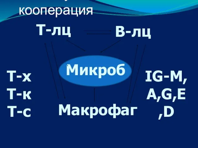 Үш жасушалық кооперация Т-лц В-лц Макрофаг Микроб Т-х Т-к Т-с IG-M,A,G,E,D