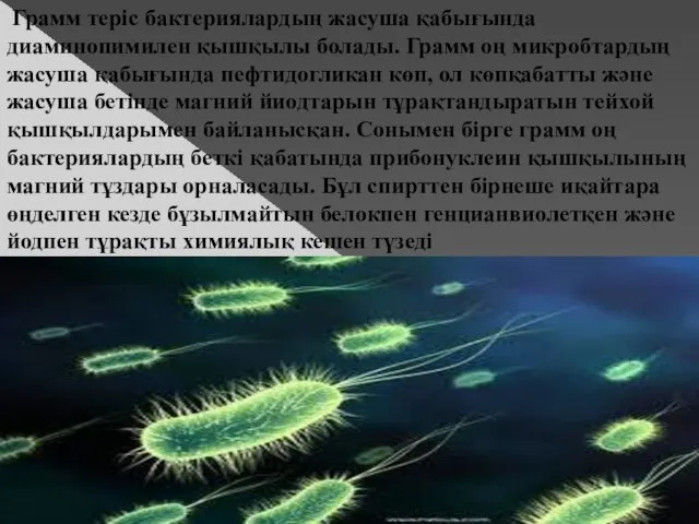 Грамм теріс бактериялардың жасуша қабығында диаминопимилен қышқылы болады. Грамм оң микробтардың