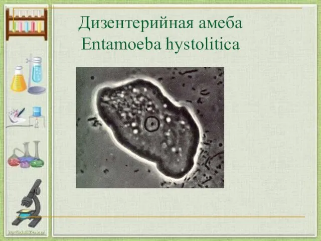 Дизентерийная амеба Entamoeba hystolitica