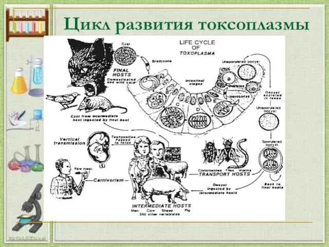 Цикл развития токсоплазмы