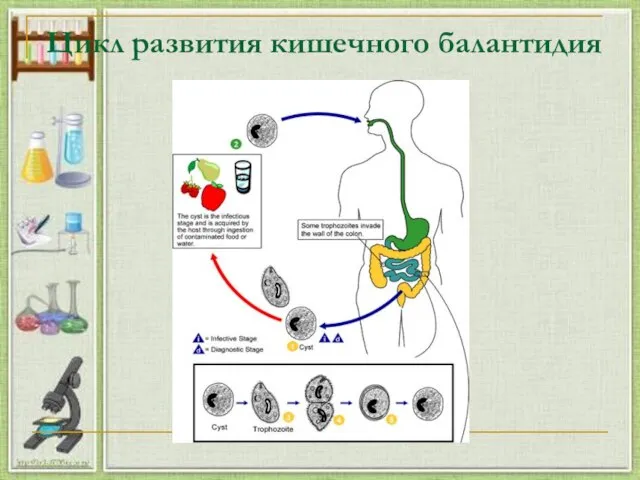 Цикл развития кишечного балантидия