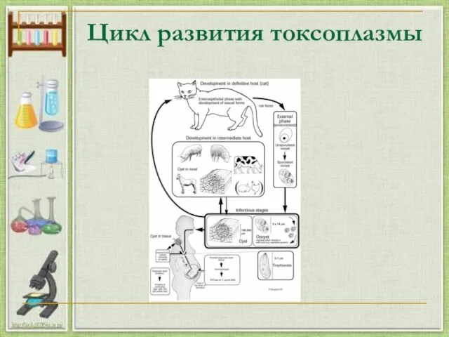 Цикл развития токсоплазмы