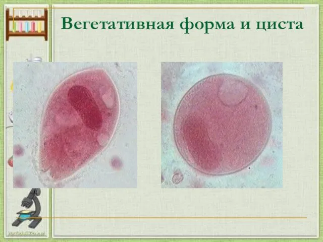 Вегетативная форма и циста