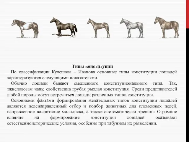 Типы конституции По классификации Кулешова – Иванова основные типы конституции лошадей