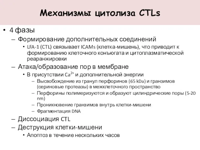 Механизмы цитолиза CTLs 4 фазы Формирование дополнительных соединений LFA-1 (CTL) связывает