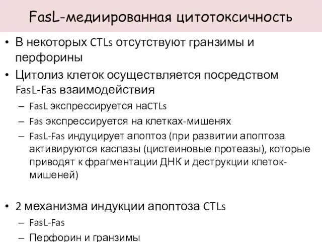 В некоторых CTLs отсутствуют гранзимы и перфорины Цитолиз клеток осуществляется посредством