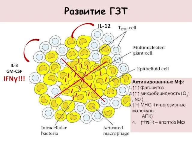 Развитие ГЗТ IL-3 GM-CSF IFNγ!!! Активированные Мф: ↑↑↑ фагоцитоз ↑↑↑ микробицидность