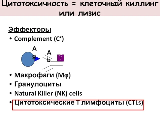 Цитотоксичность = клеточный киллинг или лизис Эффекторы Complement (C’) Mакрофаги (Mφ)