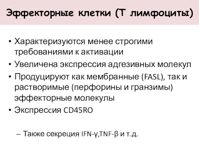 Характеризуются менее строгими требованиями к активации Увеличена экспрессия адгезивных молекул Продуцируют