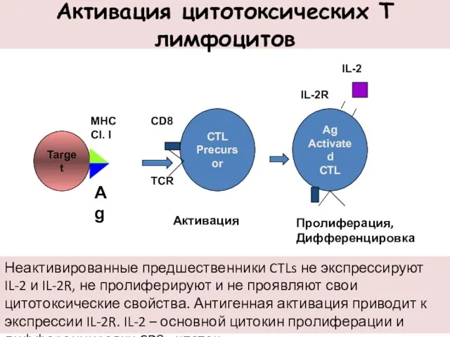 Активация цитотоксических Т лимфоцитов CTL Precursor Ag Activated CTL IL-2 TCR