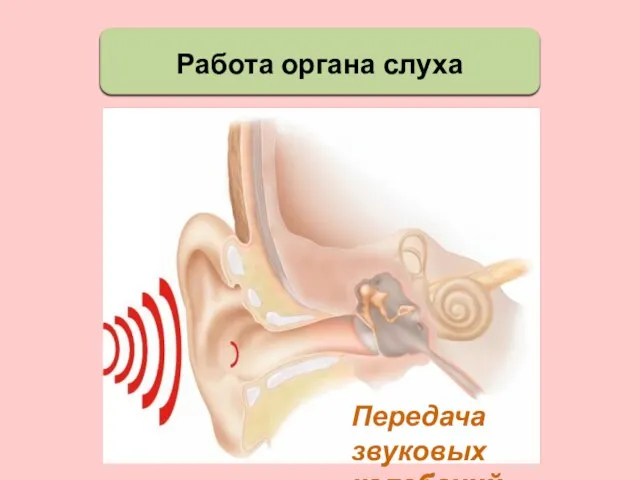 Работа органа слуха Передача звуковых колебаний