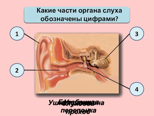 Какие части органа слуха обозначены цифрами? 1 2 3 4 Ушная