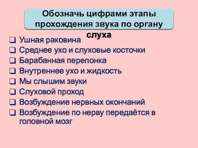 Обозначь цифрами этапы прохождения звука по органу слуха Ушная раковина Среднее