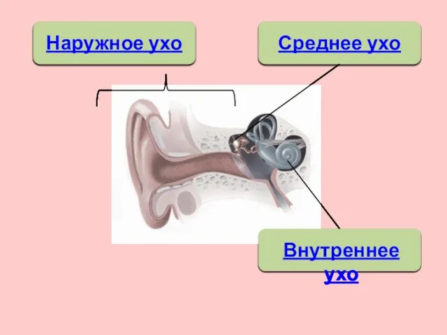 Наружное ухо Внутреннее ухо Среднее ухо