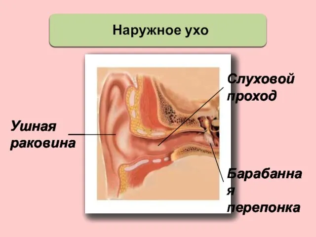 Наружное ухо Ушная раковина Слуховой проход Барабанная перепонка