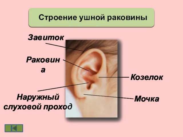 Строение ушной раковины Завиток Козелок Мочка Раковина Наружный слуховой проход