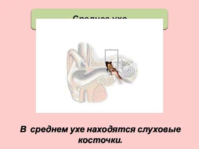 Среднее ухо В среднем ухе находятся слуховые косточки.