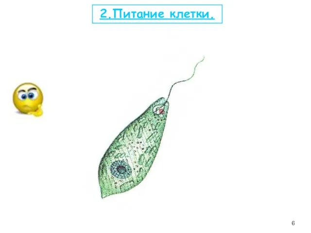 2.Питание клетки.