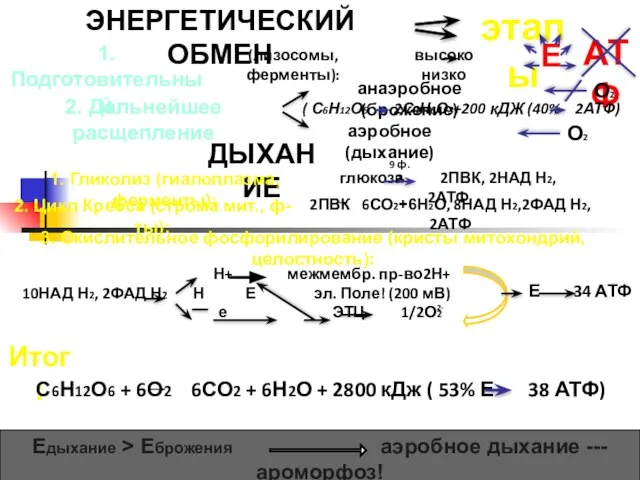 ЭНЕРГЕТИЧЕСКИЙ ОБМЕН этапы 1. Подготовительный (лизосомы, ферменты): высоко низко Е АТФ