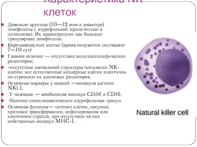 Характеристика NK-клеток Довольно крупные (10—12 мкм в диаметре) лимфоциты с азурофильной