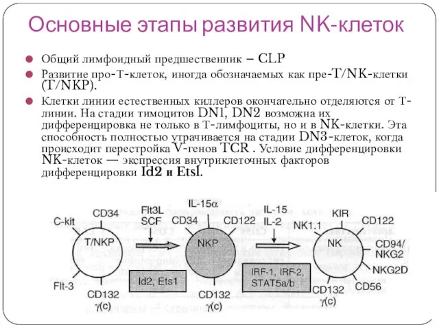 Основные этапы развития NK-клеток Общий лимфоидный предшественник – CLP Развитие про-Т-клеток,