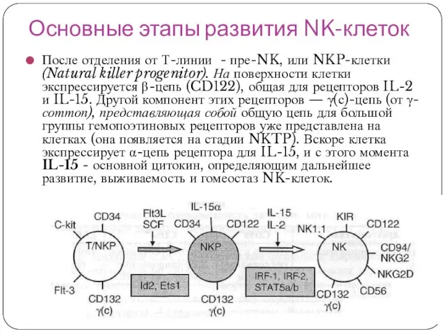 Основные этапы развития NK-клеток После отделения от Т-линии - пре-NK, или