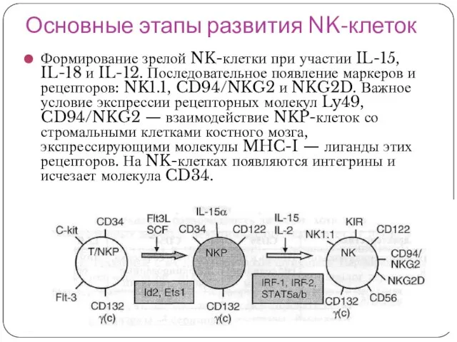 Основные этапы развития NK-клеток Формирование зрелой NK-клетки при участии IL-15, IL-18