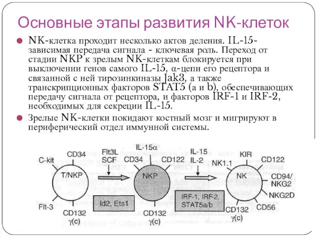 Основные этапы развития NK-клеток NK-клетка проходит несколько актов деления. IL-15-зависимая передача