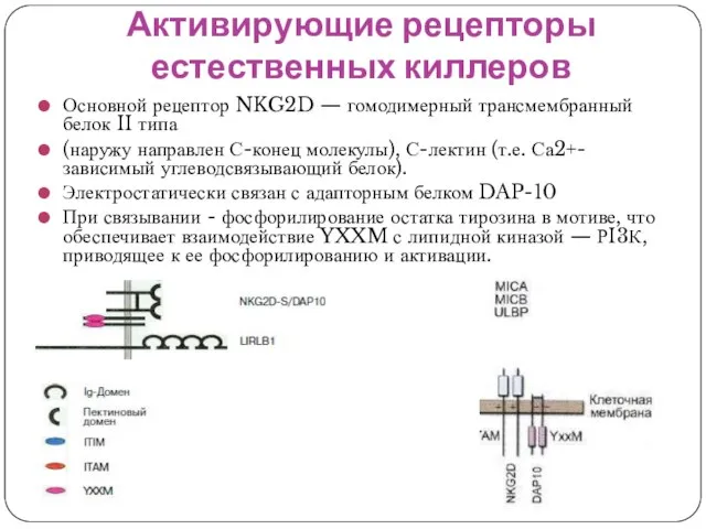 Активирующие рецепторы естественных киллеров Основной рецептор NKG2D — гомодимерный трансмембранный белок