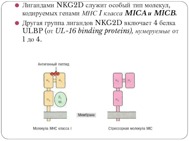 Лигандами NKG2D служит особый тип молекул, кодируемых генами МНС I класса