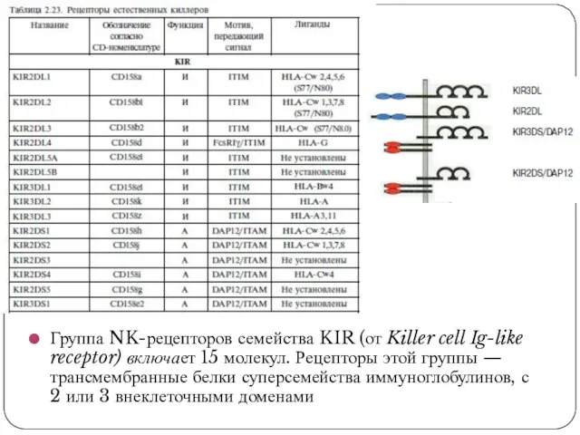 Группа NK-рецепторов семейства KIR (от Killer cell Ig-like receptor) включает 15