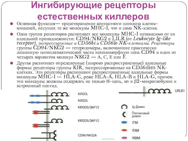 Ингибирующие рецепторы естественных киллеров Основная функция— предотвращение контактного цитолиза клеток-мишеней, несущих