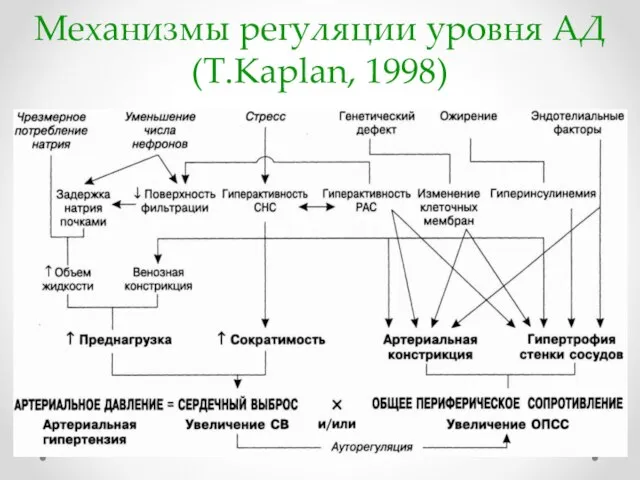 Механизмы регуляции уровня АД (Т.Kaplan, 1998)