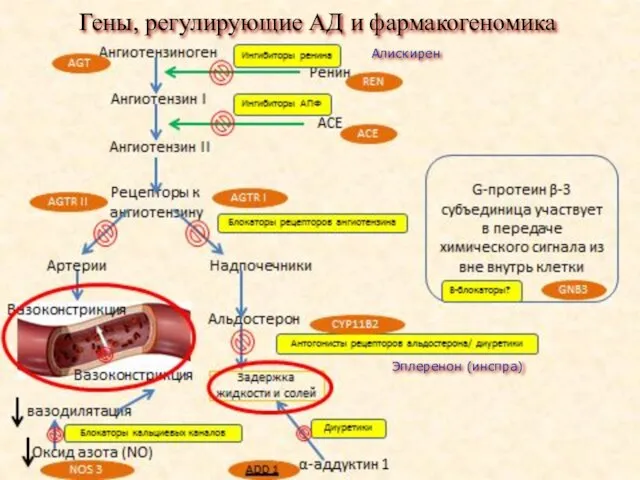 Гены, регулирующие АД и фармакогеномика Алискирен Эплеренон (инспра)