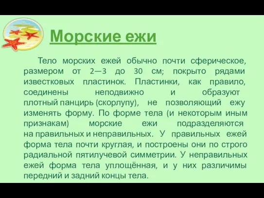 Морские ежи Тело морских ежей обычно почти сферическое, размером от 2—3