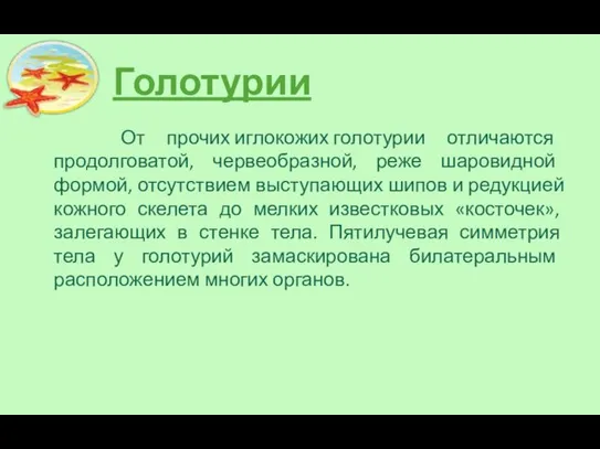 Голотурии От прочих иглокожих голотурии отличаются продолговатой, червеобразной, реже шаровидной формой,