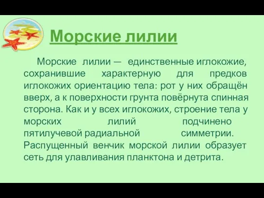 Морские лилии Морские лилии — единственные иглокожие, сохранившие характерную для предков