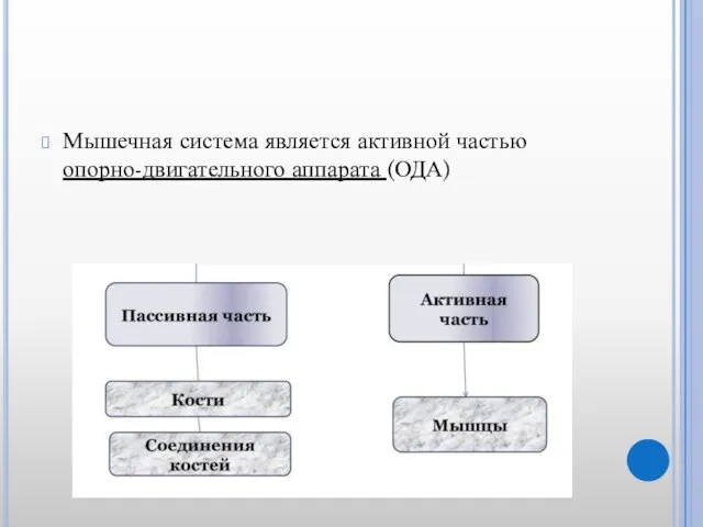 Мышечная система является активной частью опорно-двигательного аппарата (ОДА)