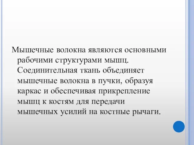 Мышечные волокна являются основными рабочими структурами мышц. Соединительная ткань объединяет мышечные