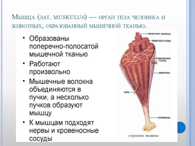 Мышца (лат. muskulus) — орган тела человека и животных, образованный мышечной тканью.