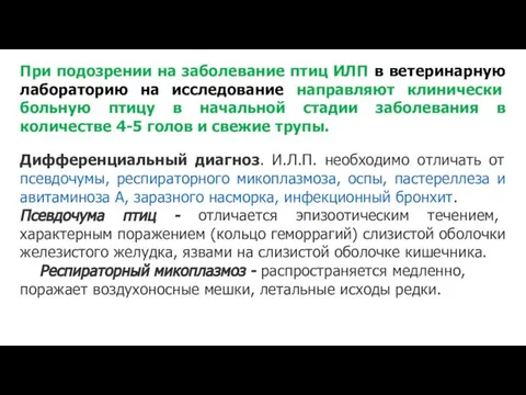 При подозрении на заболевание птиц ИЛП в ветеринарную лабораторию на исследование