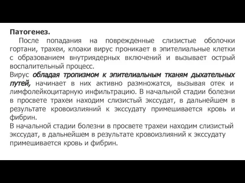 Патогенез. После попадания на поврежденные слизистые оболочки гортани, трахеи, клоаки вирус