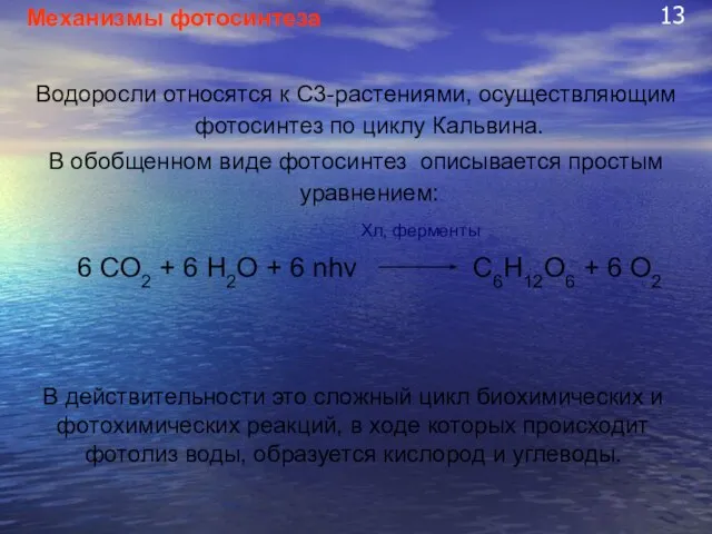 13 Механизмы фотосинтеза Водоросли относятся к С3-растениями, осуществляющим фотосинтез по циклу