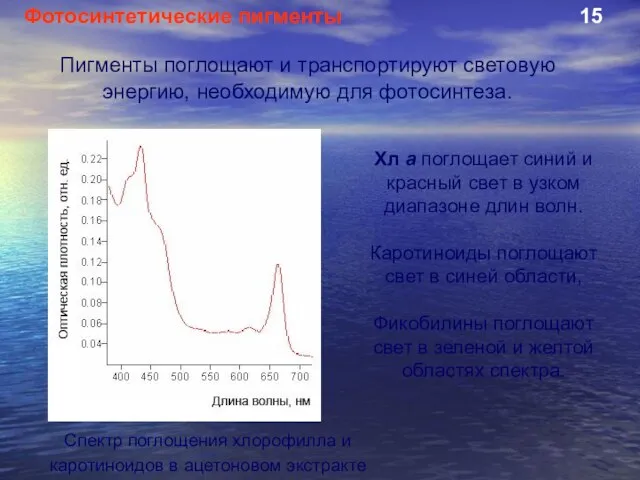 Спектр поглощения хлорофилла и каротиноидов в ацетоновом экстракте Хл а поглощает