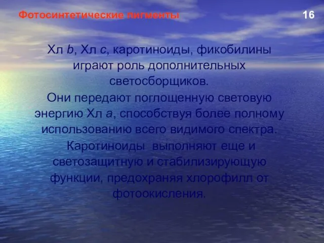 Хл b, Хл с, каротиноиды, фикобилины играют роль дополнительных светосборщиков. Они